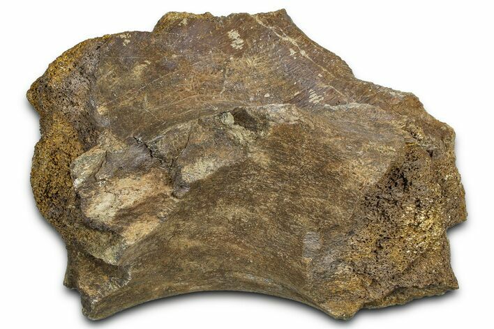 Fossil Dinosaur Pelvic Bone Section - Wyoming #370979